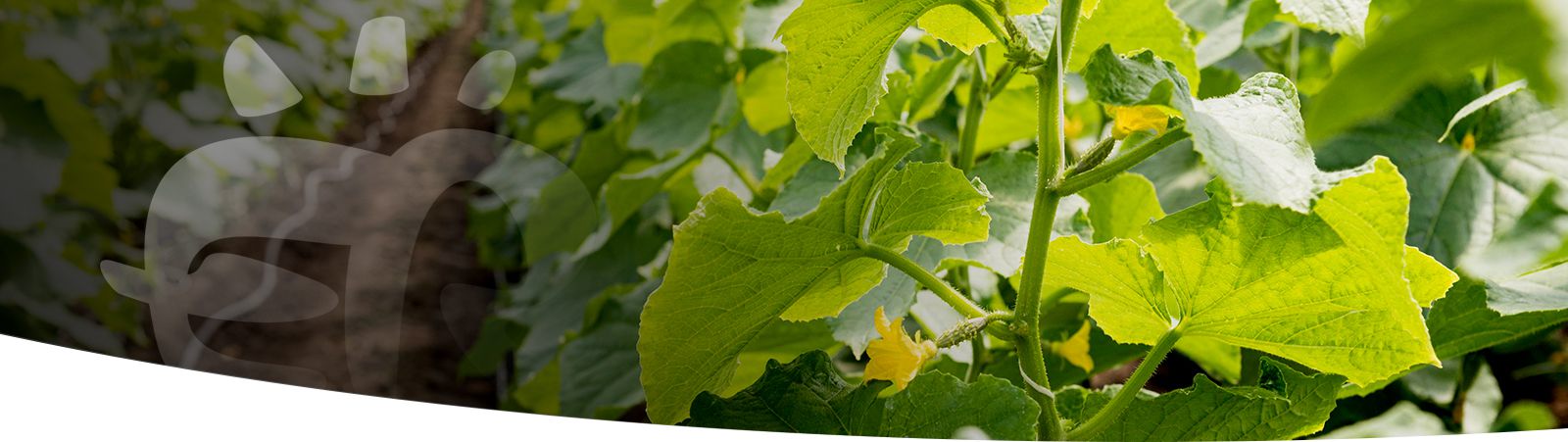 Política de Cookies