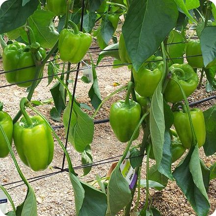 Misión de Escobar Reyes