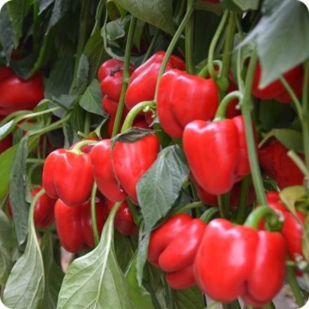 Visión de Escobar Reyes