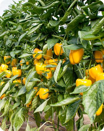 Hnos Escobar Reyes S.L.