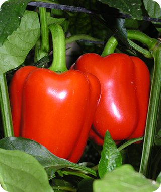 Pimiento